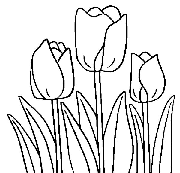 Download Tulips flowers coloring pages and Tulips Crafts : spring is here - Print Color Craft